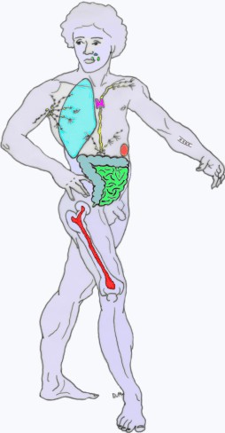 Mann, Immunsystem